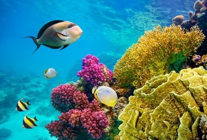 Colorful coral reef with various fish swimming.